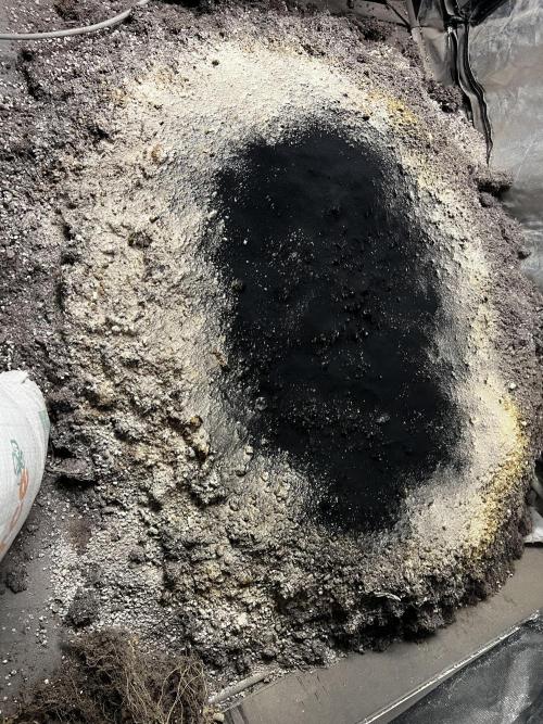 Haciendo super soil. Week 1