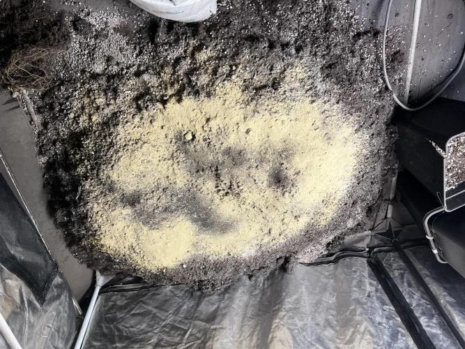 Haciendo super soil. Week 1