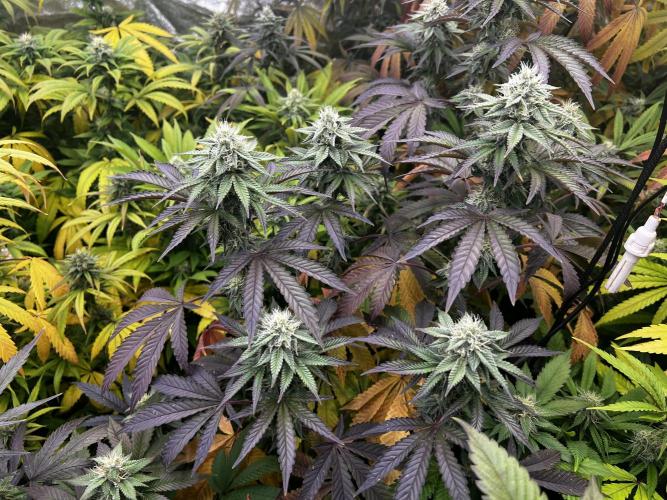 granel vs marcas 1300w. Week 17 - Og kush rqs 