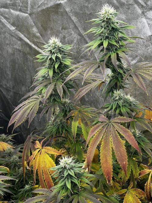 granel vs marcas 1300w. Week 17