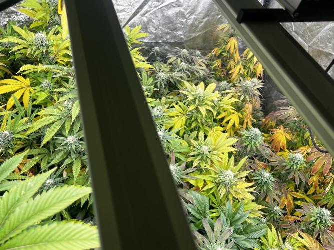 granel vs marcas 1300w. Week 17