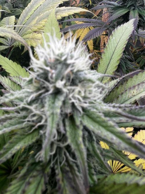 granel vs marcas 1300w. Week 17