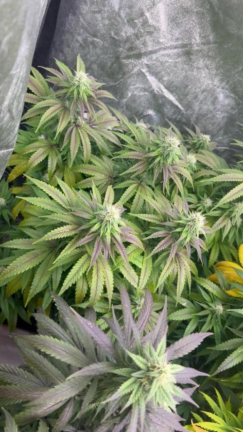 granel vs marcas 1300w