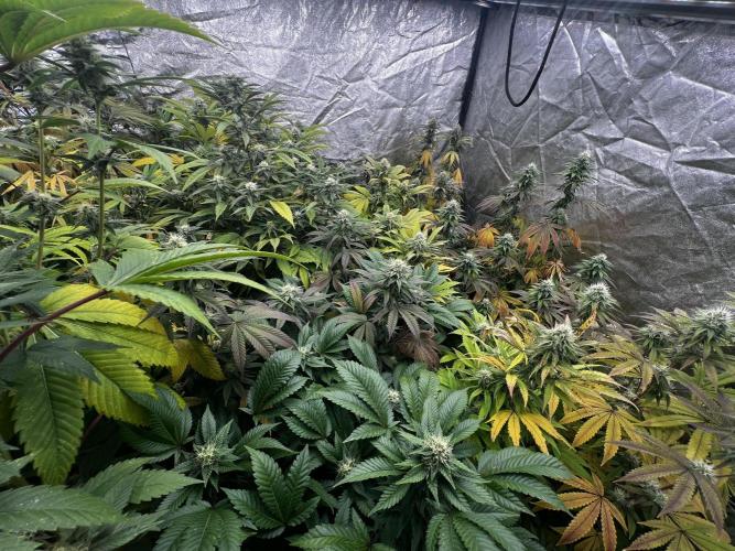 granel vs marcas 1300w. Week 17