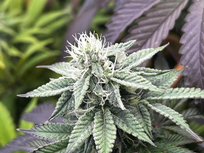 granel vs marcas 1300w. Week 17