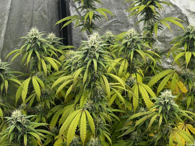 granel vs marcas 1300w. Week 17