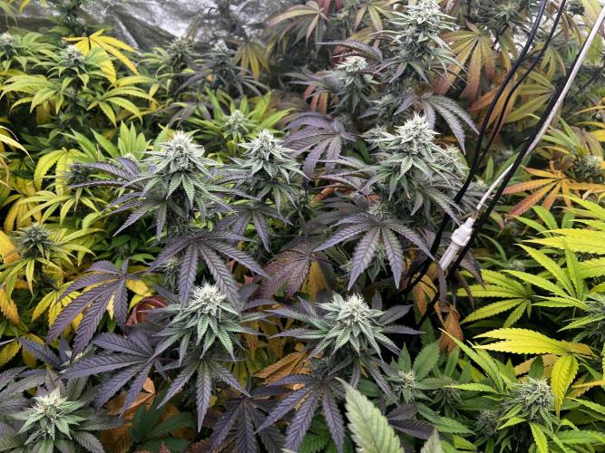 granel vs marcas 1300w. Week 17