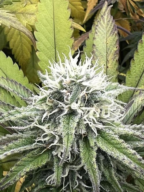 granel vs marcas 1300w. Week 19