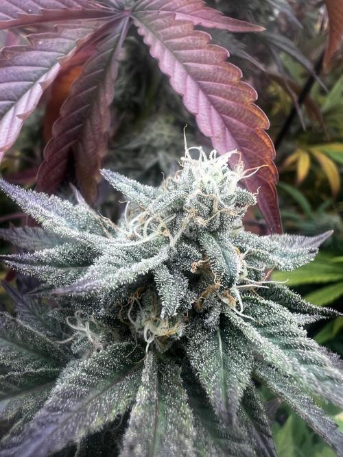 granel vs marcas 1300w. Week 19