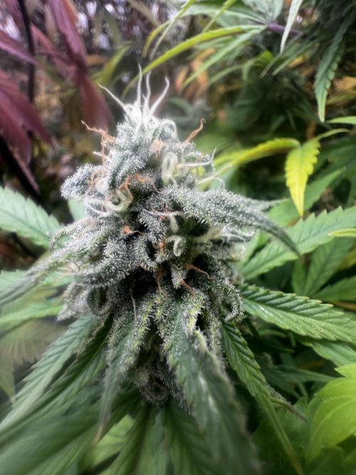 granel vs marcas 1300w. Week 19