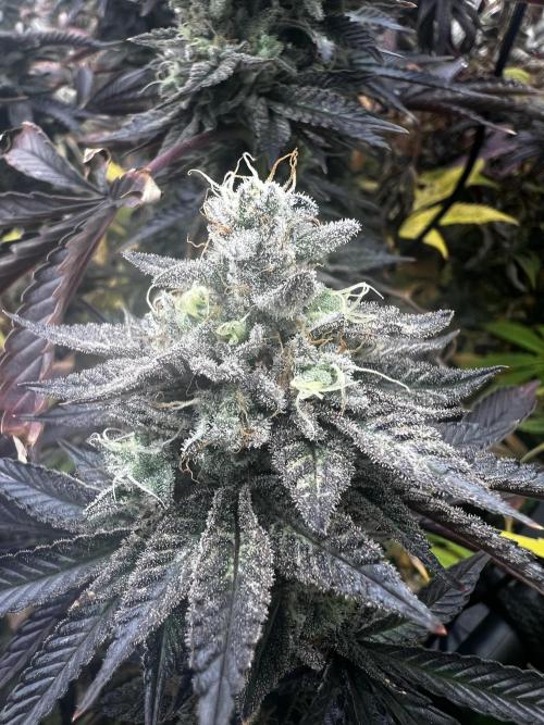 granel vs marcas 1300w. Week 20