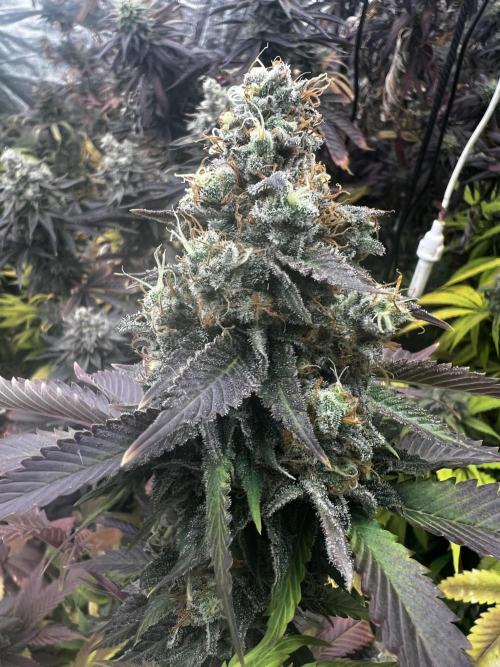 granel vs marcas 1300w. Week 20