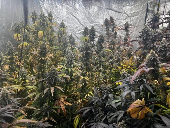 granel vs marcas 1300w. Week 20