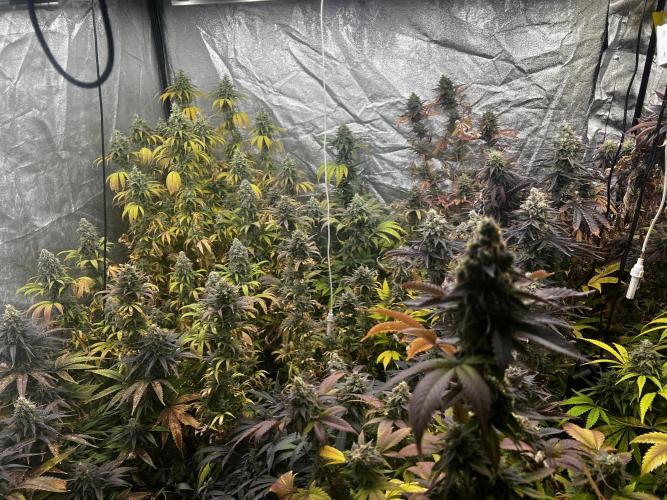 granel vs marcas 1300w. Week 20