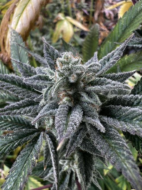 granel vs marcas 1300w. Week 20