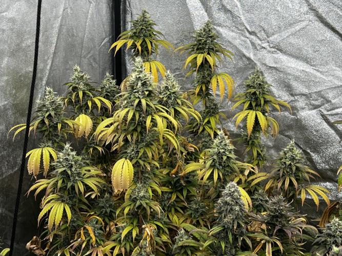 granel vs marcas 1300w. Week 20