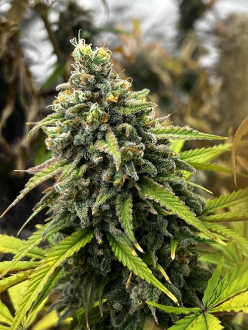 granel vs marcas 1300w. Week 20