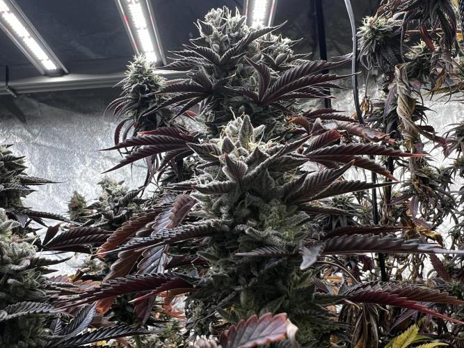 granel vs marcas 1300w. Week 20