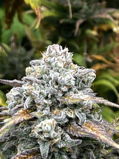 granel vs marcas 1300w. Week 20