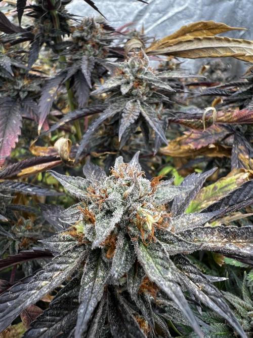 granel vs marcas 1300w. Week 20