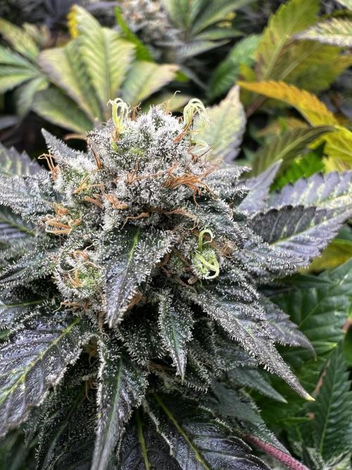 granel vs marcas 1300w. Week 20