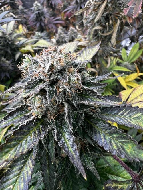 granel vs marcas 1300w. Week 20