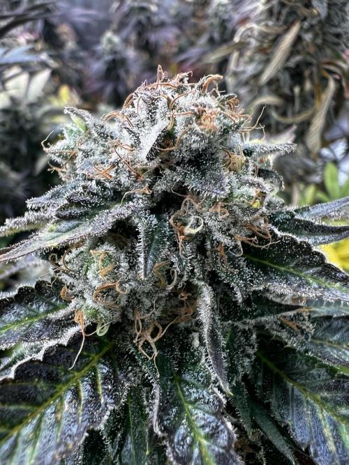 granel vs marcas 1300w. Week 20