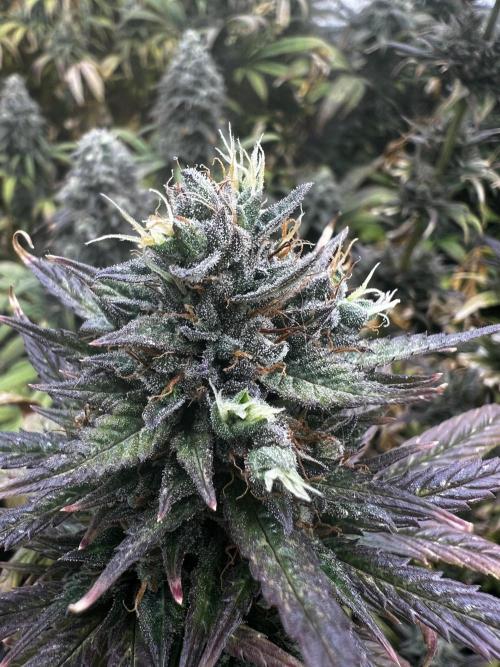 granel vs marcas 1300w. Week 20