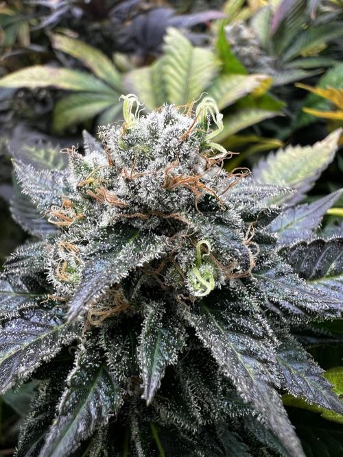 granel vs marcas 1300w. Week 20