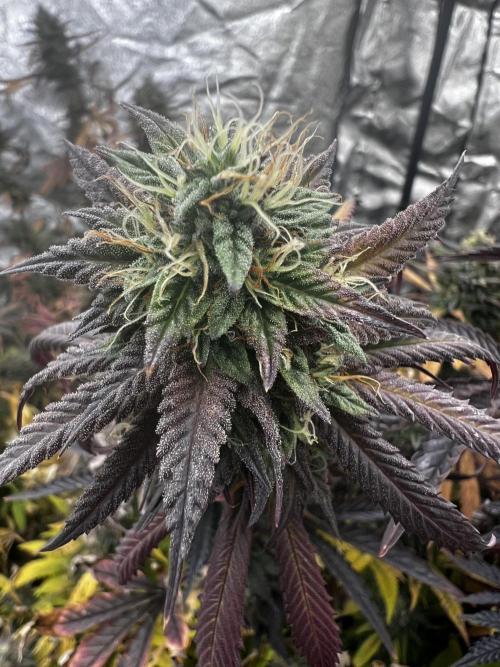 granel vs marcas 1300w. Week 20