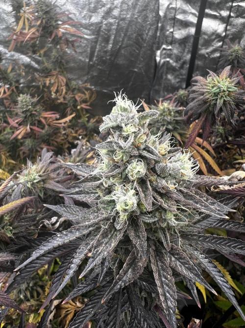 granel vs marcas 1300w. Week 20