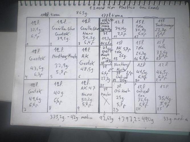 apical + Lst gea seed 4.2m 1200w. Week 16