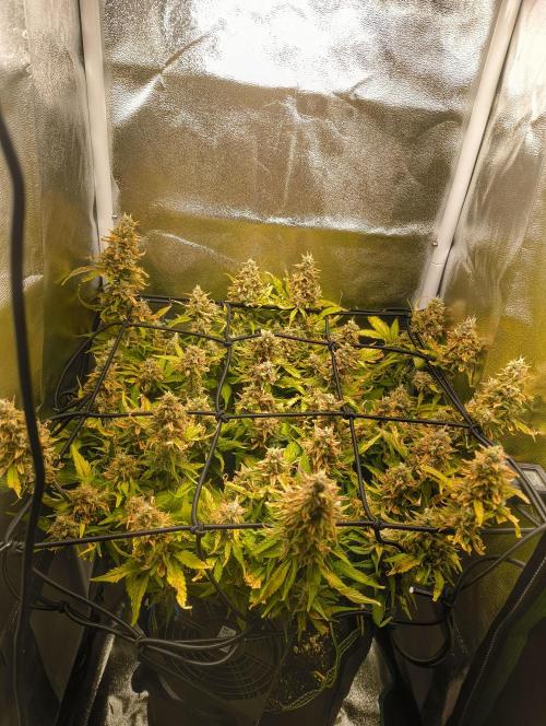 Bonus Gorilla Cookies auto. Week 10 - 22.11.25