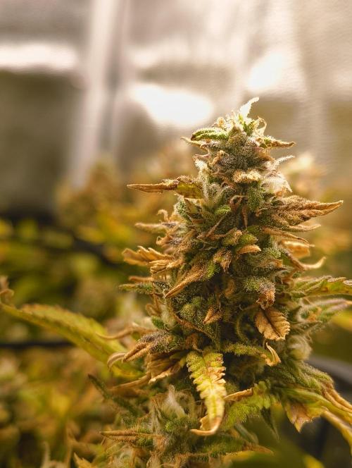 Bonus Gorilla Cookies auto. Week 10 - 22.11.25