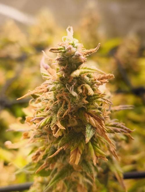 Bonus Gorilla Cookies auto. Week 10 - 22.11.25