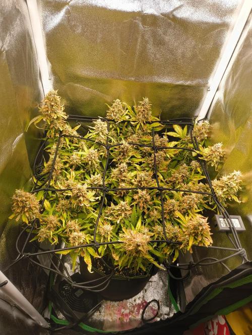 Bonus Gorilla Cookies auto. Week 10 - 22.11.25