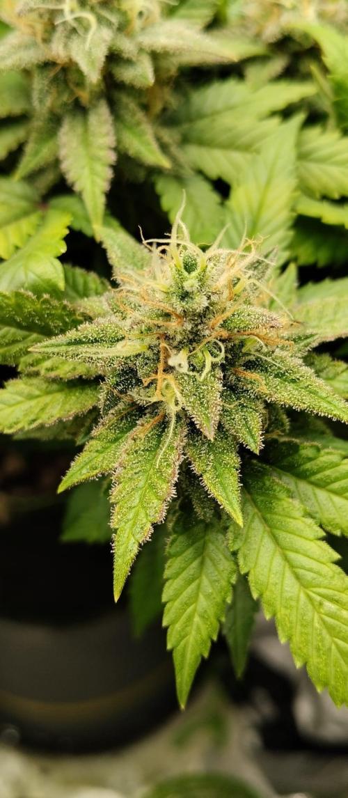 Lemonpaya FB/ Special Kush RQS. Week 14 - Special kush 27.11.25