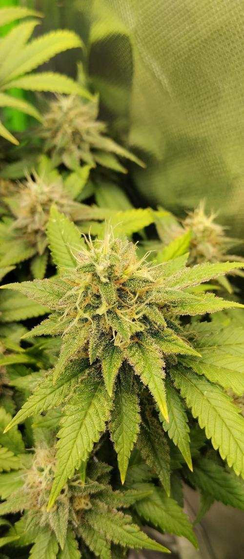 Lemonpaya FB/ Special Kush RQS. Week 14 - Special kush 27.11.25