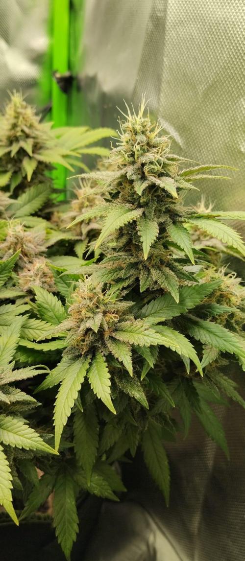 Lemonpaya FB/ Special Kush RQS. Week 14 - Special kush 27.11.25