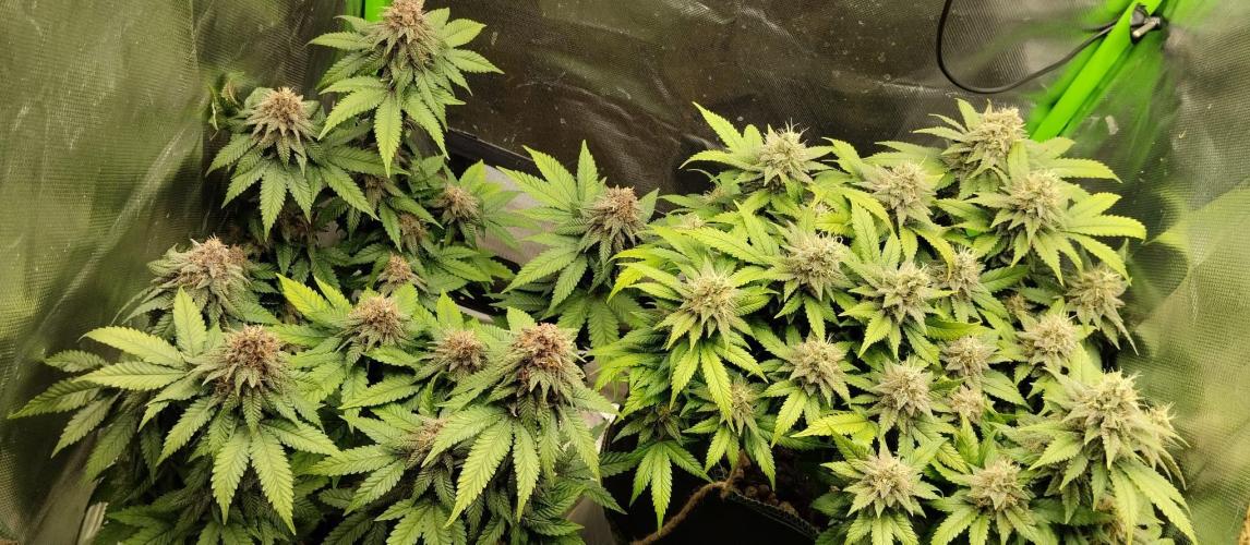 Lemonpaya FB/ Special Kush RQS. Week 14 - 27.11.25