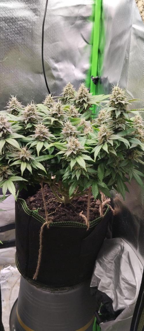 Lemonpaya FB/ Special Kush RQS. Week 14 - Special kush 27.11.25