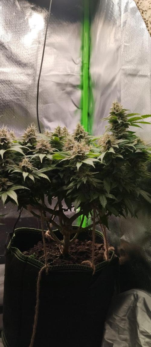 Lemonpaya FB/ Special Kush RQS. Week 14 - Special kush 27.11.25