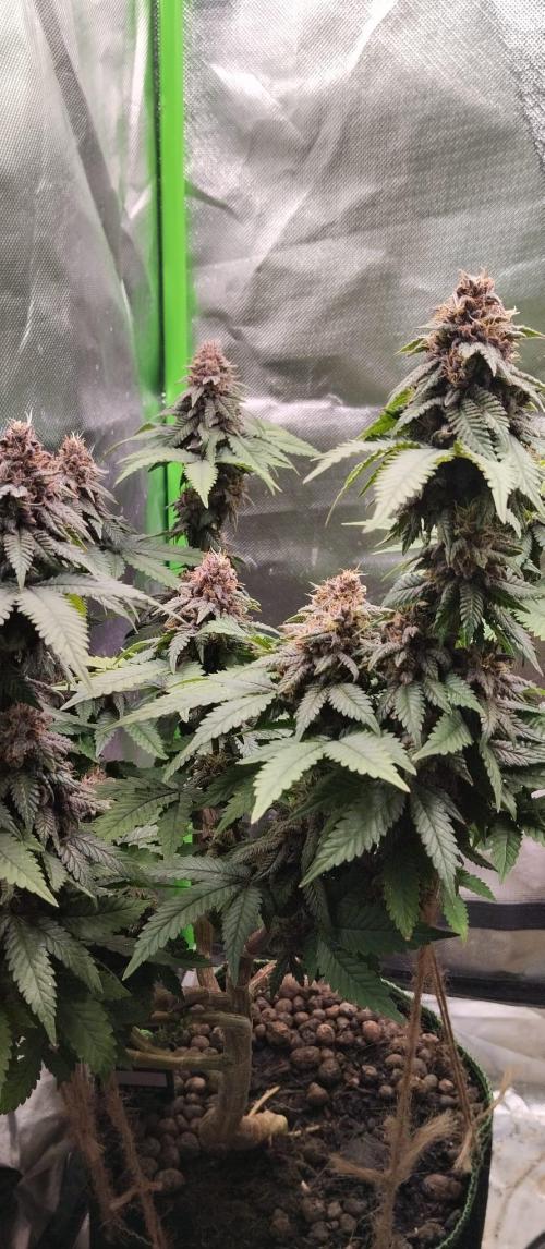 Lemonpaya FB/ Special Kush RQS. Week 14 - Lemonpaya 27.11.25