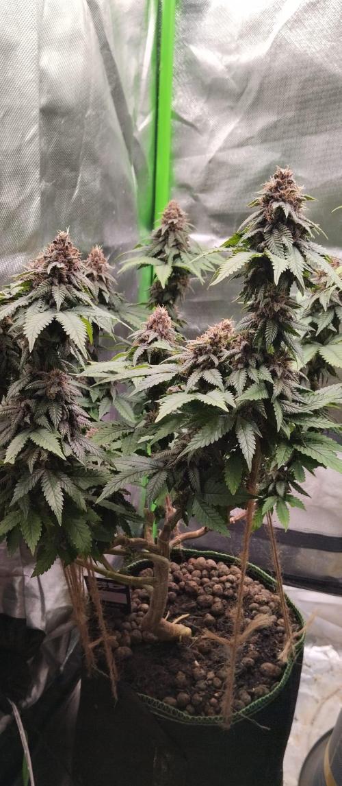 Lemonpaya FB/ Special Kush RQS. Week 14 - Lemonpaya 