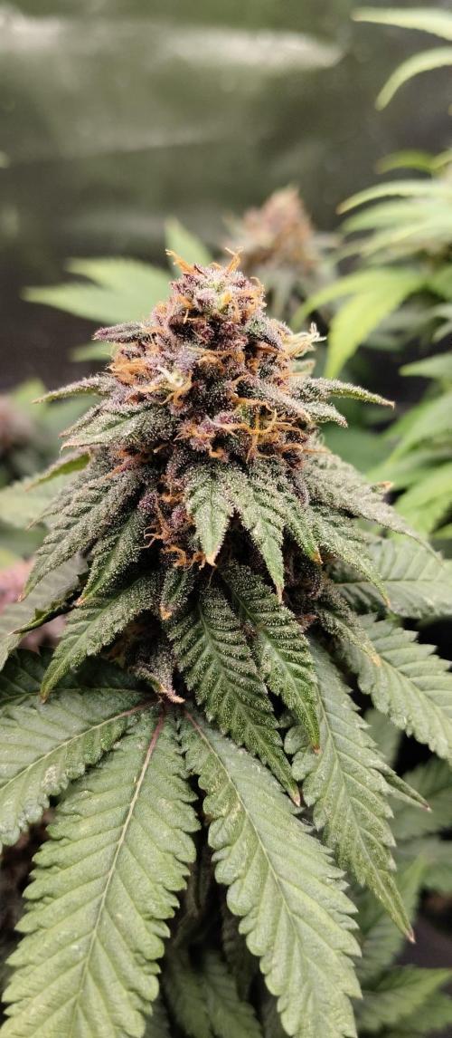 Lemonpaya FB/ Special Kush RQS. Week 14 - Lemonpaya 27.11.25