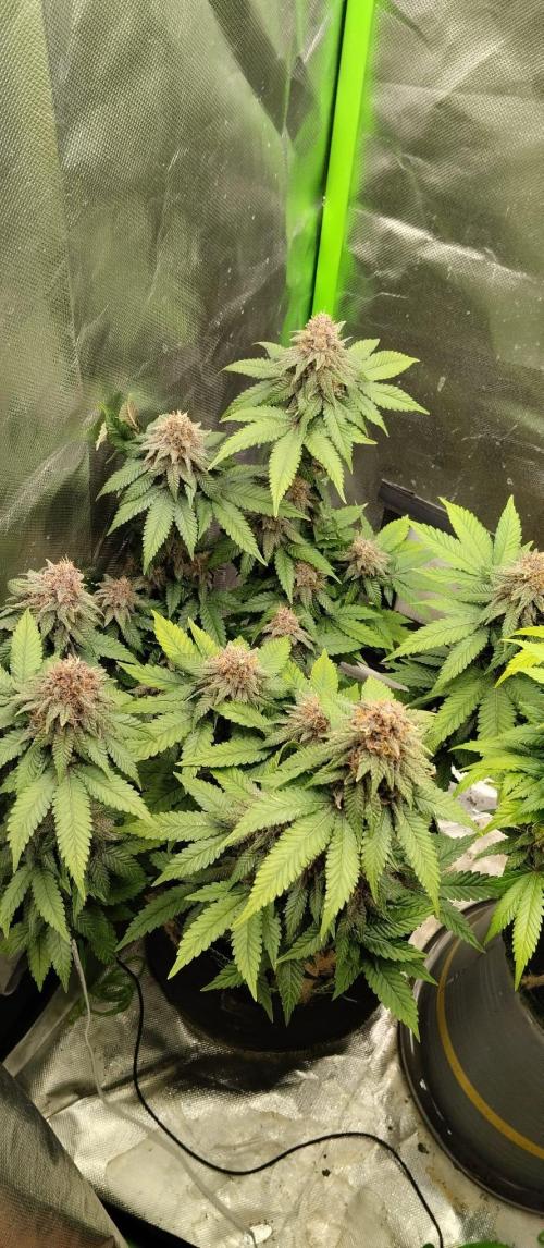 Lemonpaya FB/ Special Kush RQS. Week 14 - Lemonpaya 27.11.25