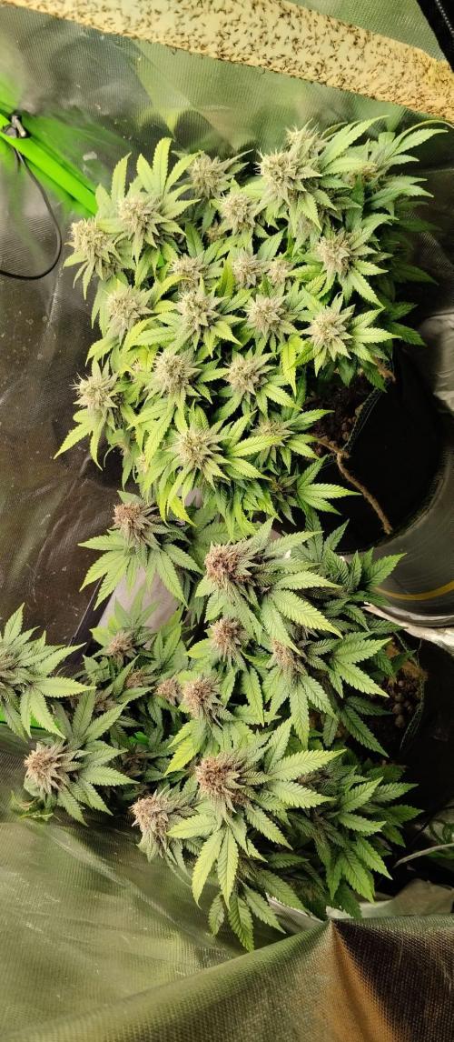 Lemonpaya FB/ Special Kush RQS. Week 14 - 27.11.25