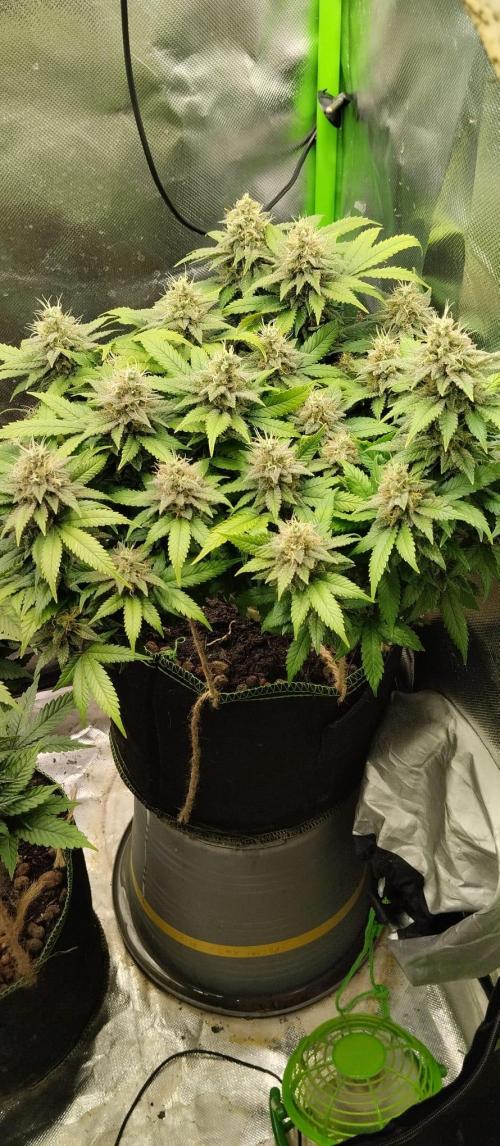 Lemonpaya FB/ Special Kush RQS. Week 14 - Special kush 27.11.25