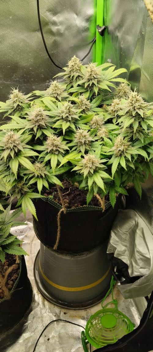 Lemonpaya FB/ Special Kush RQS. Week 14 - Special kush 27.11.25