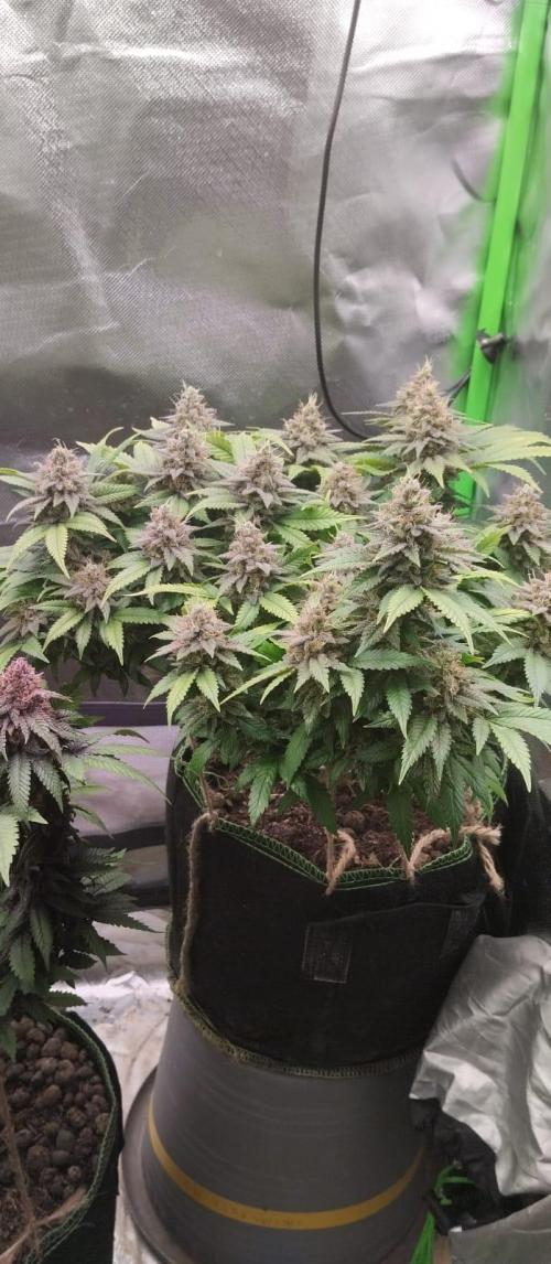 Lemonpaya FB/ Special Kush RQS. Week 15